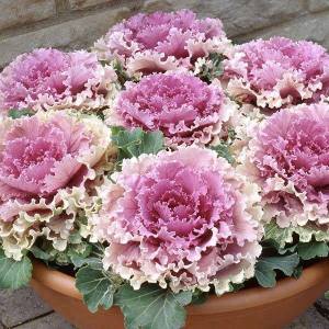 10620567_607094472733615_6131762537046809115_n