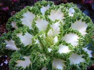 1901544_607094489400280_1169423319275970872_n