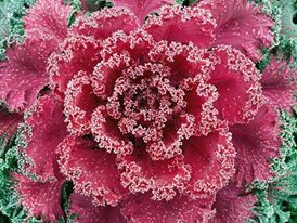 1925322_607094519400277_5532385824484448053_n