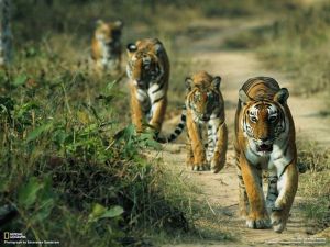 The royal walk - national geographic