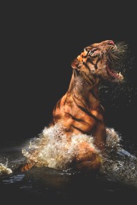 tumblr_nac3ekuyln1r09wbpo1_500