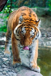 tumblr_ndnl6q3LEG1s6f84po1_500