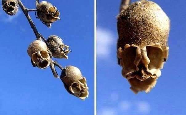 Flowers that look like something else