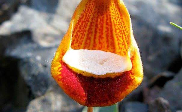 Unique plants from around the world